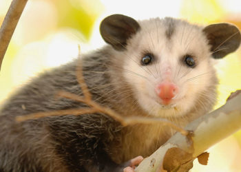 Informations sur les faits, le régime alimentaire et l’habitat