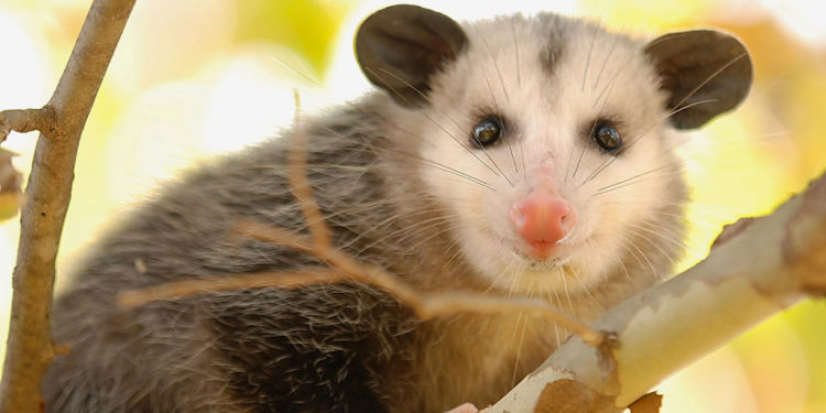 Informations sur les faits, le régime alimentaire et l’habitat