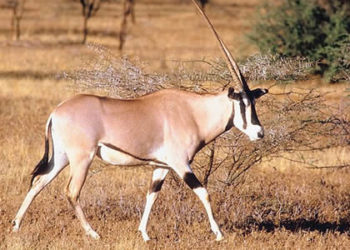 Informations sur l’oryx (antilope), son régime alimentaire et son habitat