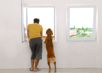 Le dresseur de chiens: Comment divertir votre chien lorsqu’il est trop humide pour sortir :: Conseils rapides et sales