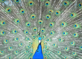 Le paon du sourd – Faits, informations et habitat