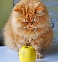 Les chats peuvent-ils manger des pommes et leurs graines ?