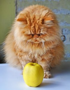 Les chats peuvent-ils manger des pommes ?