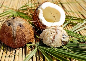 Les chiens peuvent-ils manger de la noix de coco ? Que diriez-vous de l’huile de noix de coco, du lait et de l’eau ?
