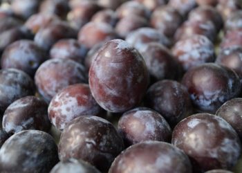 Les chiens peuvent-ils manger des prunes ? Les prunes sont-elles bonnes ou mauvaises pour les chiens ?