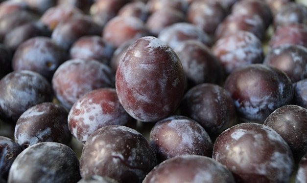 Les chiens peuvent-ils manger des prunes ? Les prunes sont-elles bonnes ou mauvaises pour les chiens ?