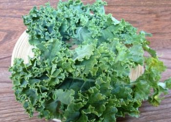 Les chiens peuvent-ils manger du chou frisé ? Le chou frisé est-il bon ou mauvais pour les chiens ?