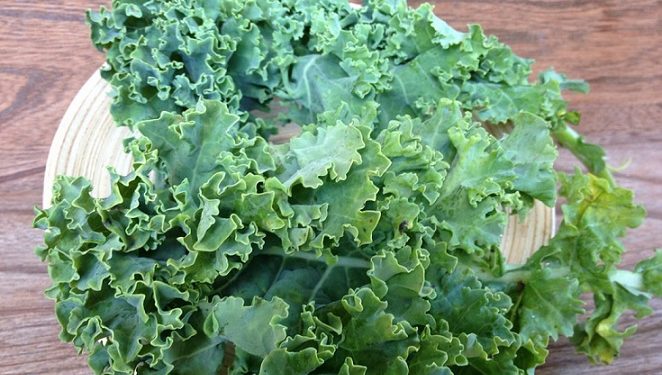 Les chiens peuvent-ils manger du chou frisé ? Le chou frisé est-il bon ou mauvais pour les chiens ?