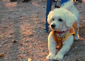 Les races de chiens blancs mignons et duveteux : Grand et petit