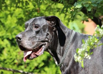 Mélange de Pitbull du Grand Danois (Great Danebull) Caractéristiques, santé et informations