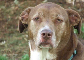 Mélange de pitbull du Labrador (labrabull ou pitador) Faits et informations