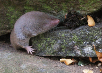 Musaraigne à queue courte du Nord – Faits et informations sur l’habitat