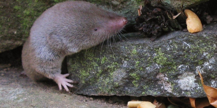 Musaraigne à queue courte du Nord – Faits et informations sur l’habitat