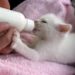 Nourrir les chatons orphelins au biberon |  Animauxinfo