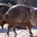 Pécari (Javelina) – Faits, informations et habitat