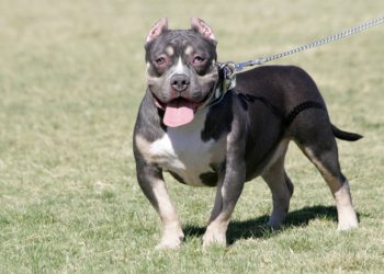Pitbull de poche (Pitbull miniature) : Soins et caractéristiques
