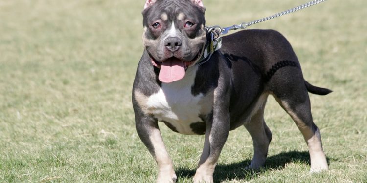 Pitbull de poche (Pitbull miniature) : Soins et caractéristiques