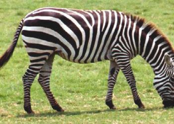 Plains Zebra – Faits, alimentation et informations sur l’habitat