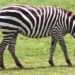 Plains Zebra – Faits, alimentation et informations sur l’habitat