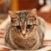 Plus d’informations sur l’alimentation forcée des chats lorsqu’ils sont malades