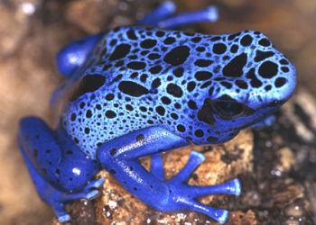 Poison Arrow Frogs – Faits, informations et habitat