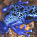 Poison Arrow Frogs – Faits, informations et habitat