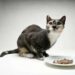 Quelle nourriture est la meilleure pour un chat diabétique
