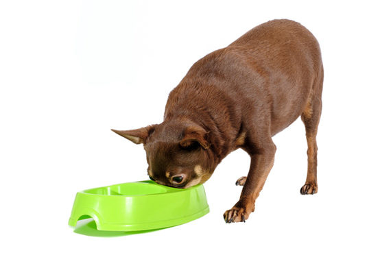 Régimes pour chiens atteints de cancer – Nourrir le chien atteint de cancer