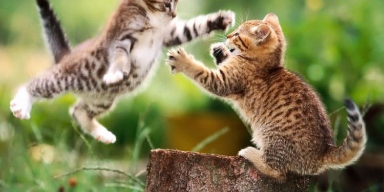 Six conseils pour mettre fin aux combats de chats