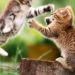Six conseils pour mettre fin aux combats de chats