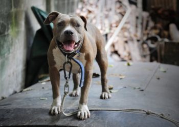 Types de pitbulls : Apprendre leurs différences