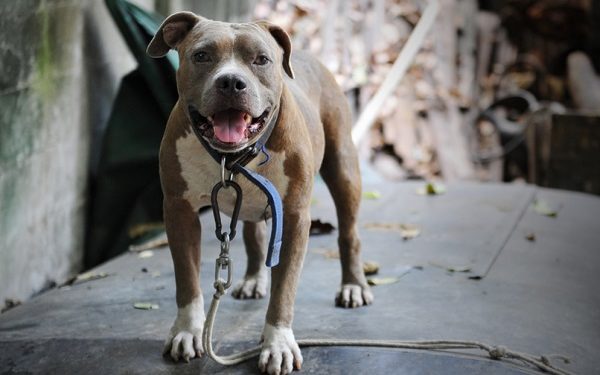 Types de pitbulls : Apprendre leurs différences