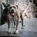 Types de pitbulls : Apprendre leurs différences