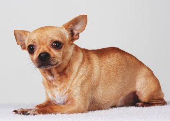 Utiliser un régime pour aider les chiens anxieux – Aliments pour l’anxiété