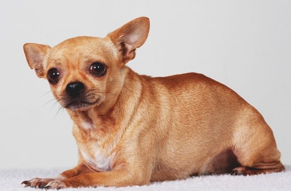 Utiliser un régime pour aider les chiens anxieux – Aliments pour l’anxiété