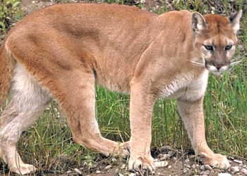 Informations sur les faits, le régime alimentaire et l’habitat