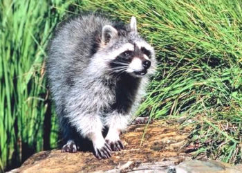 Informations sur les faits, le régime alimentaire et l’habitat