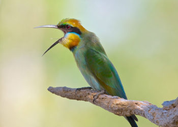 Mangeur d’abeilles arc-en-ciel – Faits, alimentation et informations sur l’habitat