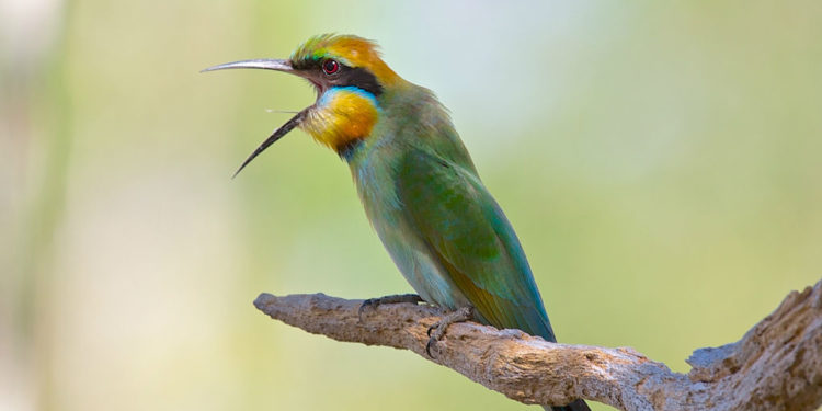 Mangeur d’abeilles arc-en-ciel – Faits, alimentation et informations sur l’habitat