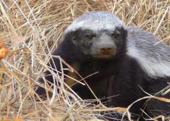 Informations sur les faits, le régime alimentaire et l’habitat