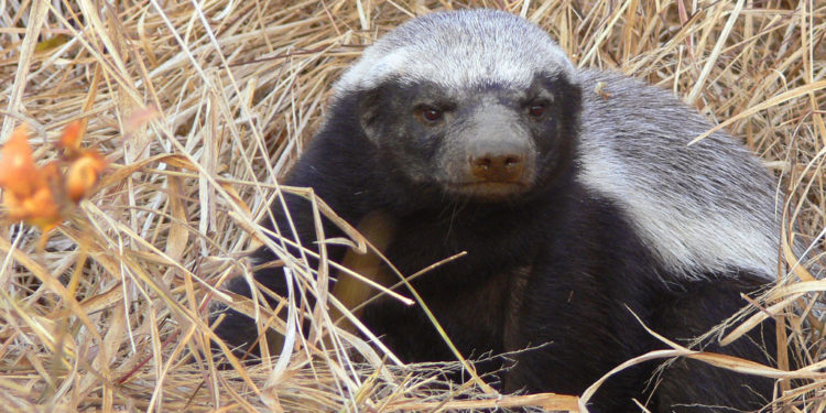 Informations sur les faits, le régime alimentaire et l’habitat