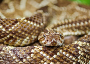 Faits, venins et informations sur l’habitat