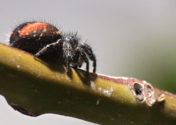 Les araignées sauteuses à dos rouge – Faits, venin et images