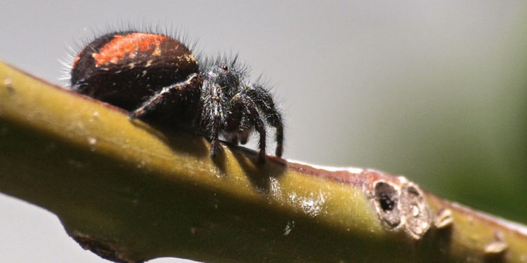 Les araignées sauteuses à dos rouge – Faits, venin et images