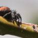 Les araignées sauteuses à dos rouge – Faits, venin et images