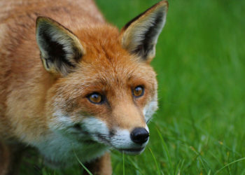 Renard roux – Faits, régime alimentaire et informations sur l’habitat