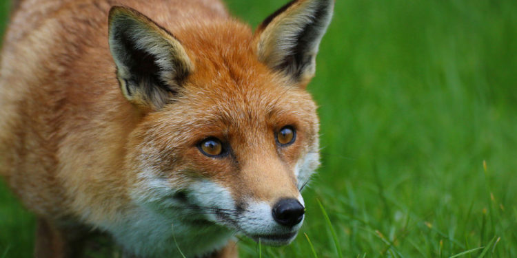 Renard roux – Faits, régime alimentaire et informations sur l’habitat