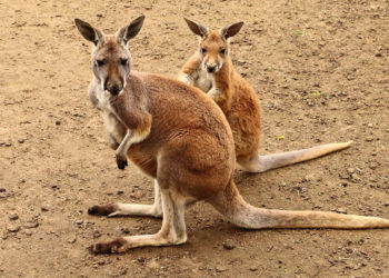 Kangourou rouge – Faits, alimentation et informations sur l’habitat