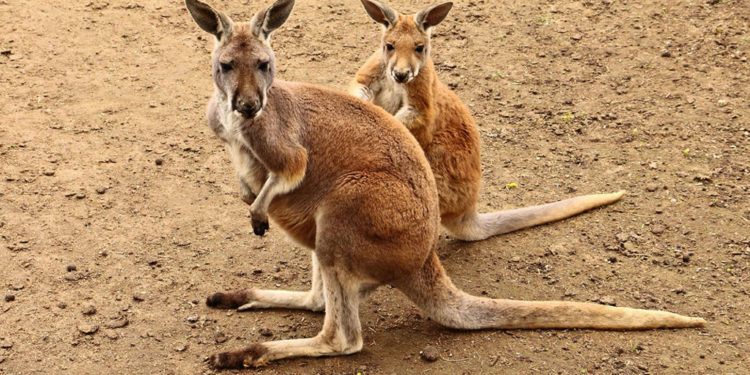 Kangourou rouge – Faits, alimentation et informations sur l’habitat