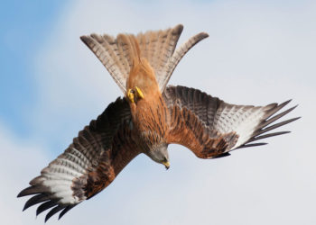 Le milan royal – Faits, informations et images